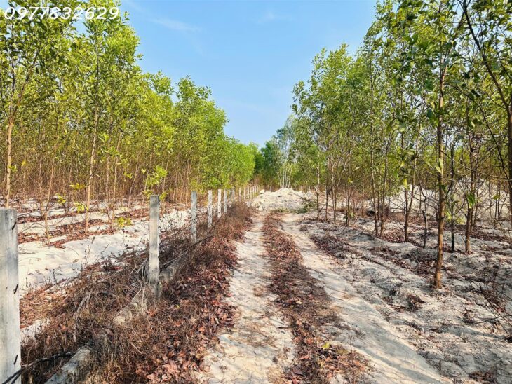 Bán đất 1000m2 Tân Bình – TX LaGi giá chỉ 600 triệu sổ riêng