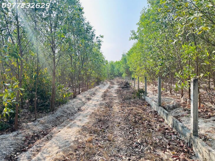 Bán đất 1000m2 Tân Bình – TX LaGi giá chỉ 600 triệu sổ riêng