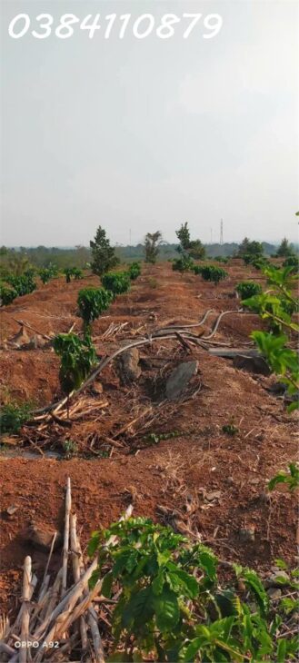 1HA CÀ PHÊ, CÓ NHÀ NHỎ, ĐẤT ĐẸP, HỆ THỐNG TƯỚI ĐẦY ĐỦ