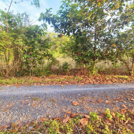 Đất 1/ Nguyễn Thị Rành – 3567m2 – 67×60 – 200m2 thổ cư – xã Nhuận Đức – Củ Chi