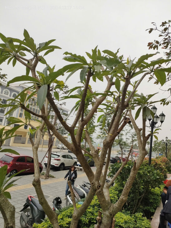 Bán gấp giá rẻ Chung cư Trường Chinh 87m, tầng6, mặt tiền 8m, 7.5 tỷ Đống Đa.