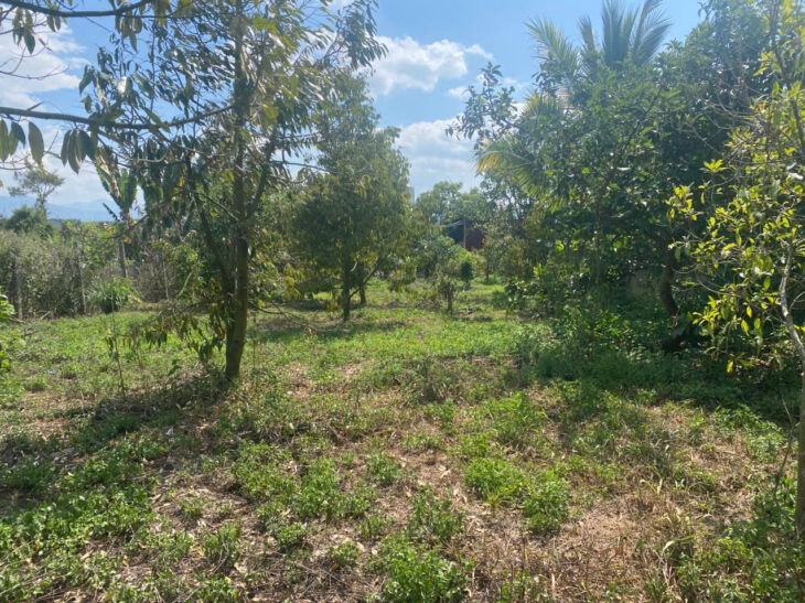 BÁN ĐẤT THÔN 11 – HÒA NAM, DI LINH – 1.181M², CÓ 75M² THỔ CƯ, TRỒNG SẦU RIÊNG, MẶT TIỀN HẺM 30M