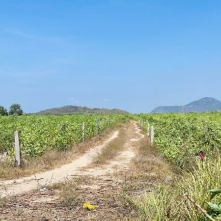 Siêu rẻ 1.5 hecta Tân Tiến – TX LaGi chỉ 166tr/ sào Đường bao quanh