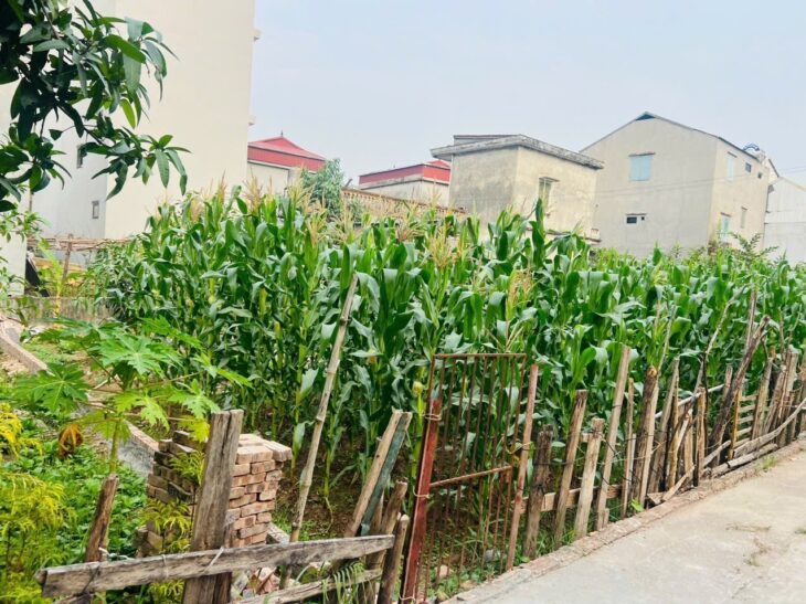 ???? BÁN ĐẤT PHƯỜNG PHÚC LỢI – LONG BIÊN ????