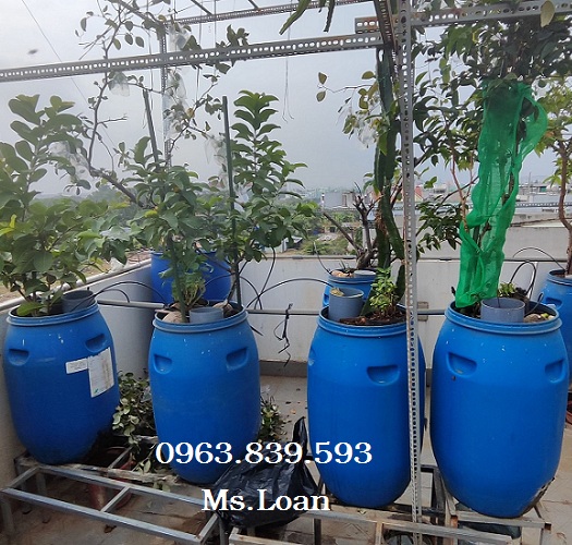 Thùng phuy 120lit đai nhựa trồng cây, đựng hóa chất / 0963 839 593 Ms.Loan