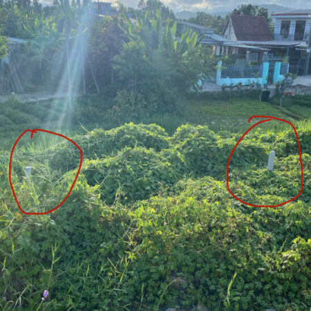 ĐẤT MT TRƯỜNG CHINH – CẨM LỆ – GIÁ CHỈ 2.4 TỶ 100M2 – ĐẦU TƯ QUÁ TỐT! ĐẤT MT TRƯỜNG CHINH – CẨM LỆ – GIÁ CHỈ 2.4 TỶ 100M2 – ĐẦU TƯ QUÁ TỐT!