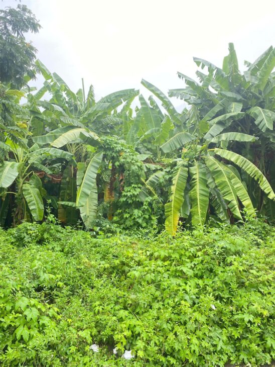 ĐẤT ĐẸP – GIÁ TỐT – CẦN BÁN NHANH LÔ ĐẤT ĐẸP Tại Phường Khê Mỹ, Quận Ngũ Hành Sơn, TP. Đà Nẵng.