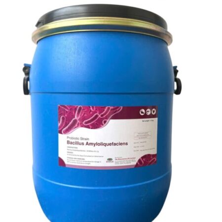 Bacillus Amyloliquefaciens, hỗ trợ đường ruột tôm cá, xử lý nước