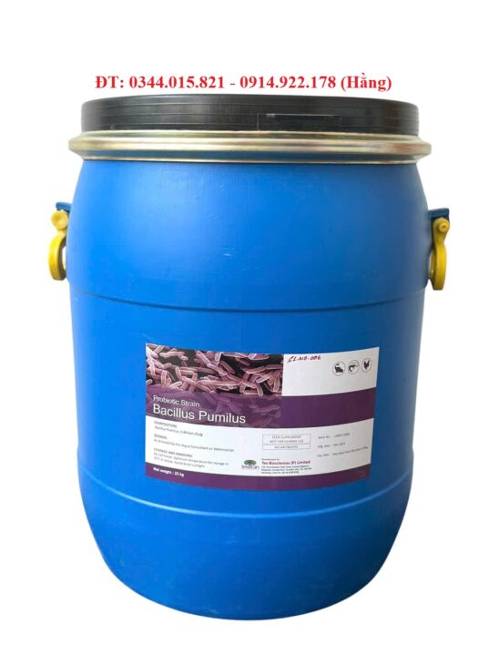Men vi sinh Bacillus Pumilus, giúp tôm cá tiêu hóa tốt thức ăn