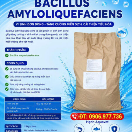 Bacillus đơn dòng tăng cường miễn dịch, tiêu hoá