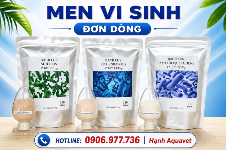 Bộ 3 men vi sinh đơn dòng, ép khuẩn hại tăng tỉ lệ sống sót