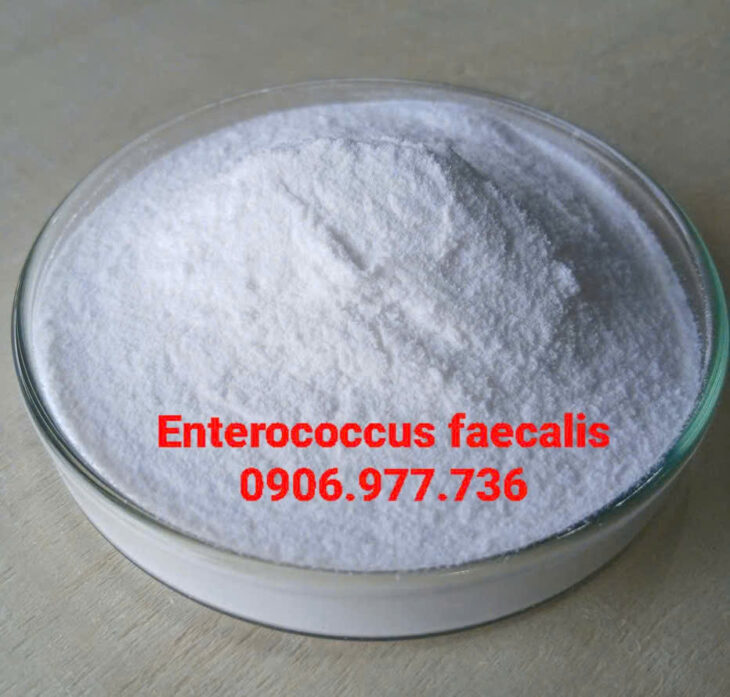 ENTEROCOCCUS FAECALIS – Kháng sinh tự nhiên, phục hồi gan tụy hiệu quả
