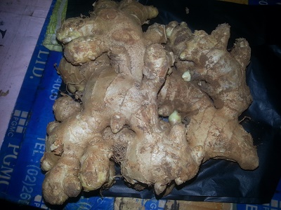 Điểm bán Gừng giống Gừng trâu số lượng lớn 0937392133 Ms.Hằng Điểm bán Gừng giống Gừng trâu số lượng lớn 0937392133 Ms.Hằng