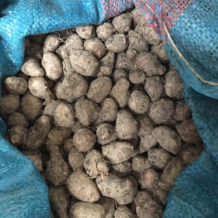 giống khoai môn chỉ tím số lượng lớn 0937392133 Ms.Hằng giống khoai môn chỉ tím số lượng lớn 0937392133 Ms.Hằng