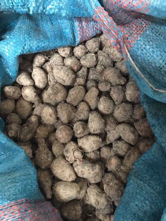 giống khoai môn chỉ tím số lượng lớn 0937392133 Ms.Hằng