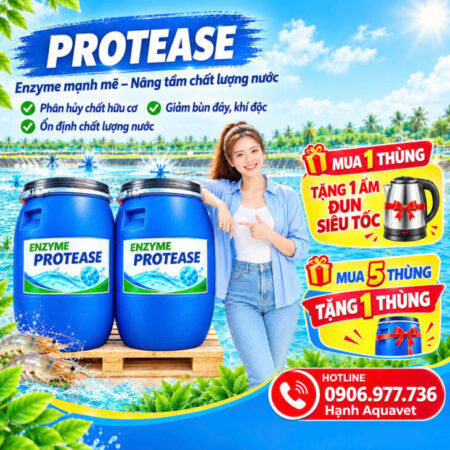 ENZYME XỬ LÝ NƯỚC VÀ CẮT TẢO – PROTEASE